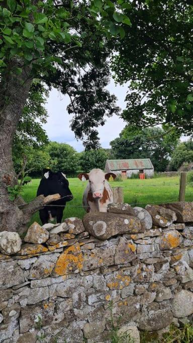 Meadow Lane Leilighet Sligo Eksteriør bilde